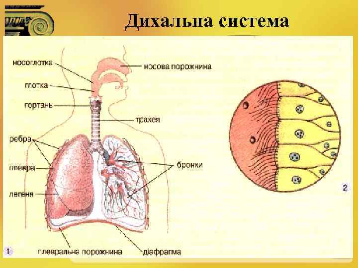 Дихальна система 