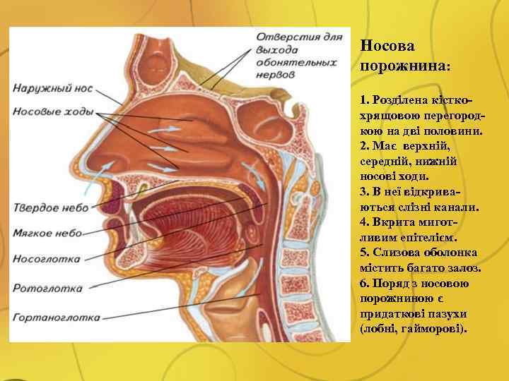 Носова порожнина: 1. Розділена кісткохрящовою перегородкою на дві половини. 2. Має верхній, середній, нижній