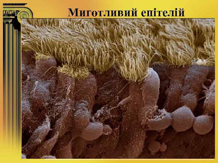 Миготливий епітелій 