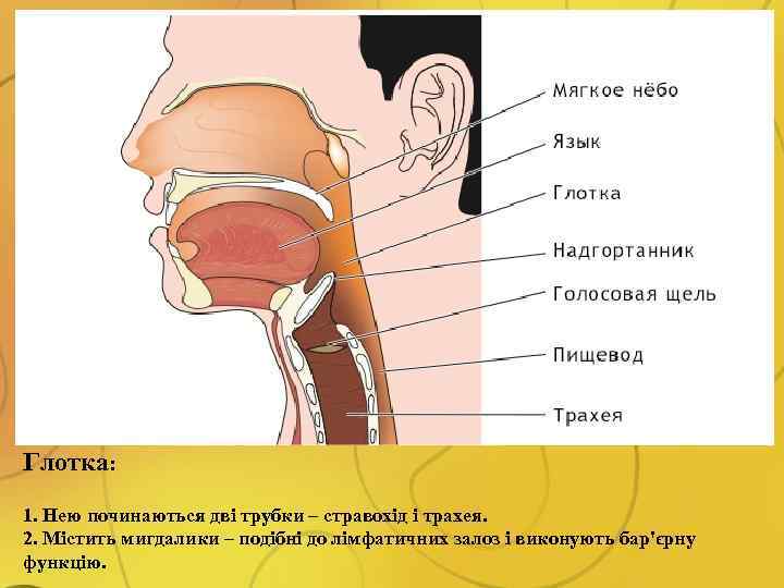 Глотка: 1. Нею починаються дві трубки – стравохід і трахея. 2. Містить мигдалики –