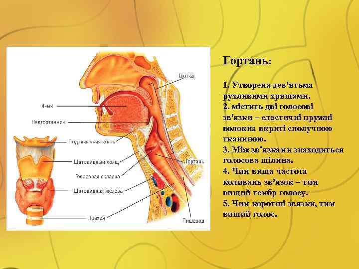 Гортань: 1. Утворена дев'ятьма рухливими хрящами. 2. містить дві голосові зв'язки – еластичні пружні