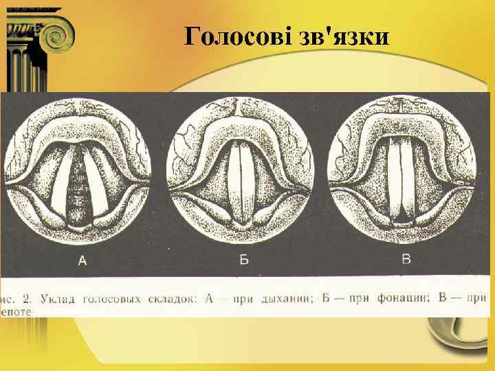 Голосові зв'язки 