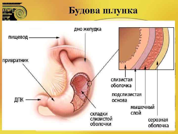 Будова шлунка 