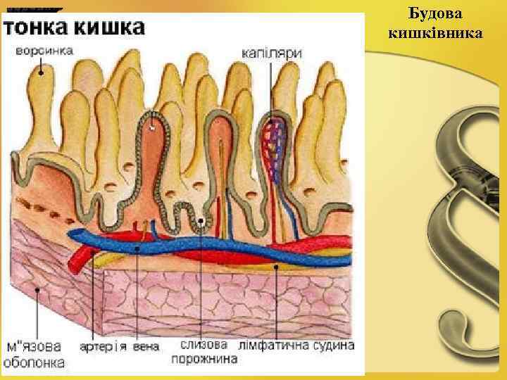 Будова кишківника 