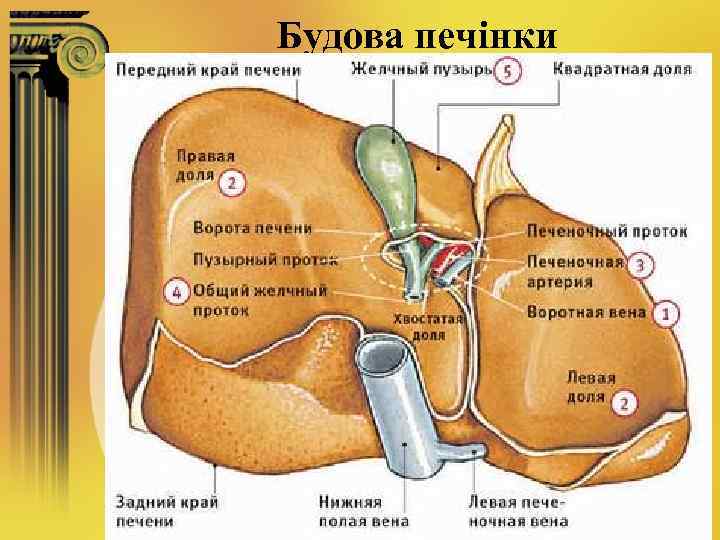 Будова печінки 