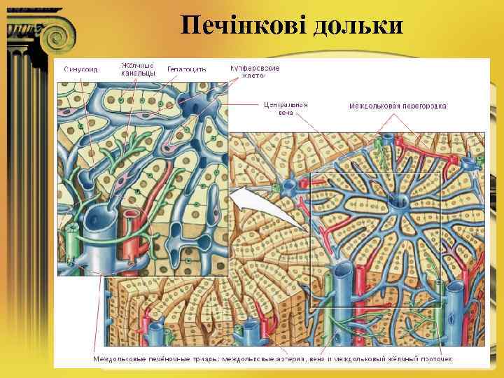 Печінкові дольки 