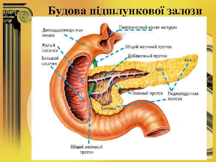 Будова підшлункової залози 
