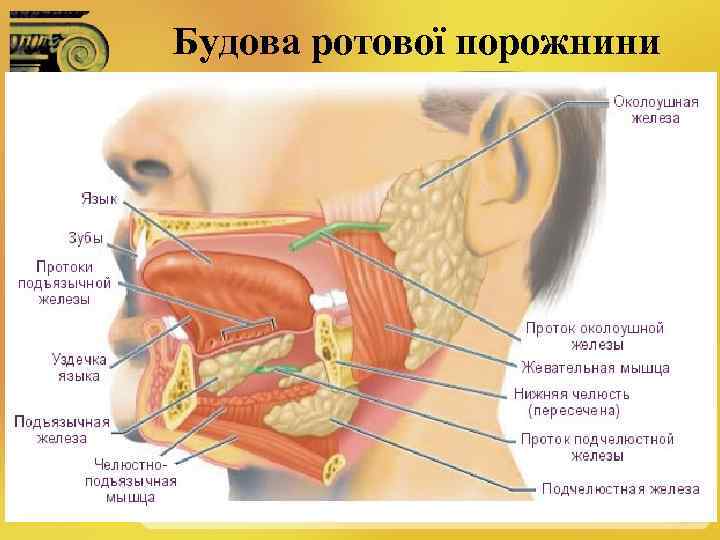 Будова ротової порожнини 