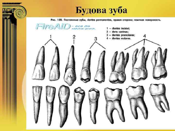 Будова зуба 