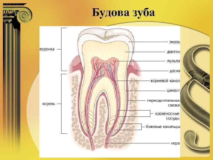 Будова зуба 