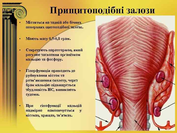 Прищитоподібні залози • Містяться на задній або бічних поверхнях щитоподібної залози. • Мають масу