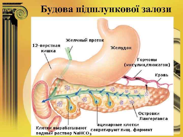 Будова підшлункової залози 