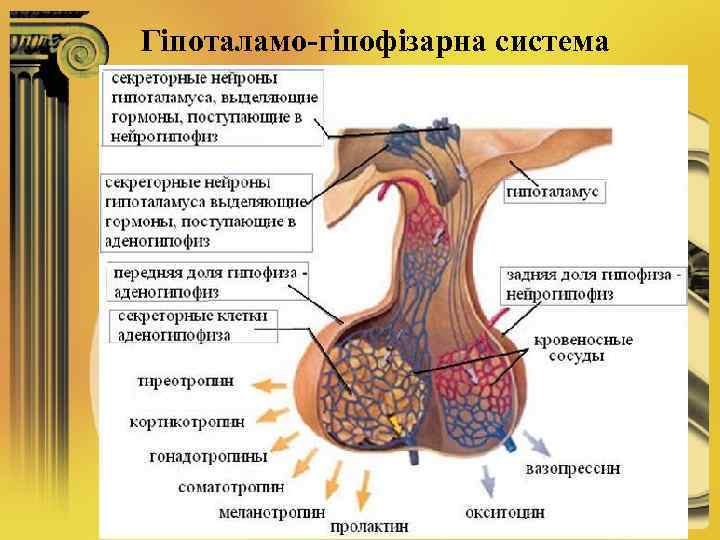 Гіпоталамо-гіпофізарна система 