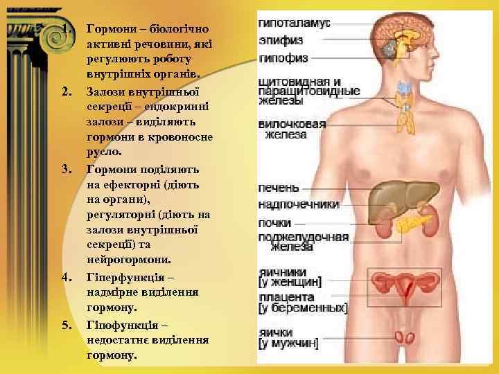 1. 2. 3. 4. 5. Гормони – біологічно активні речовини, які регулюють роботу внутрішніх