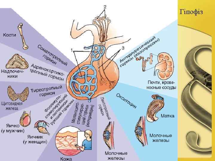 Гіпофіз 