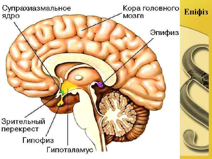 Епіфіз 