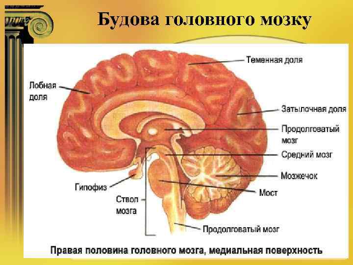 Будова головного мозку 