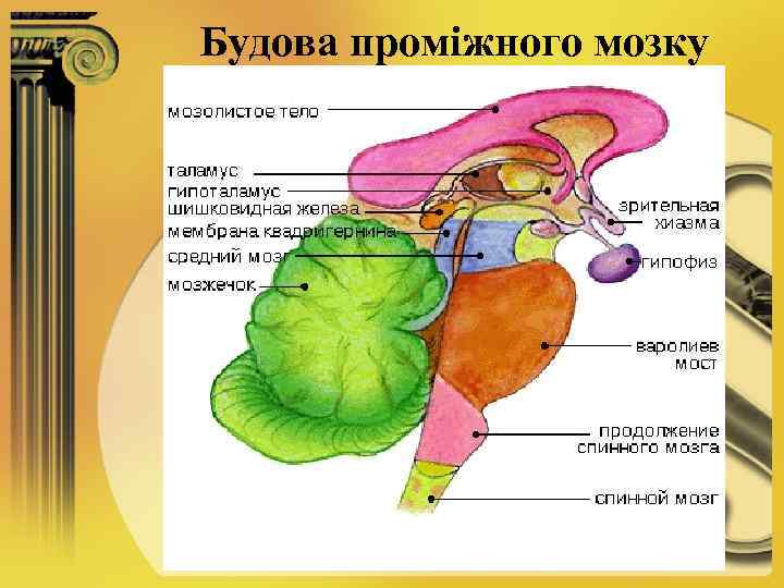 Будова проміжного мозку 