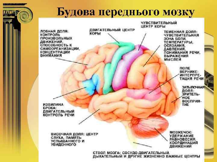 Будова переднього мозку 