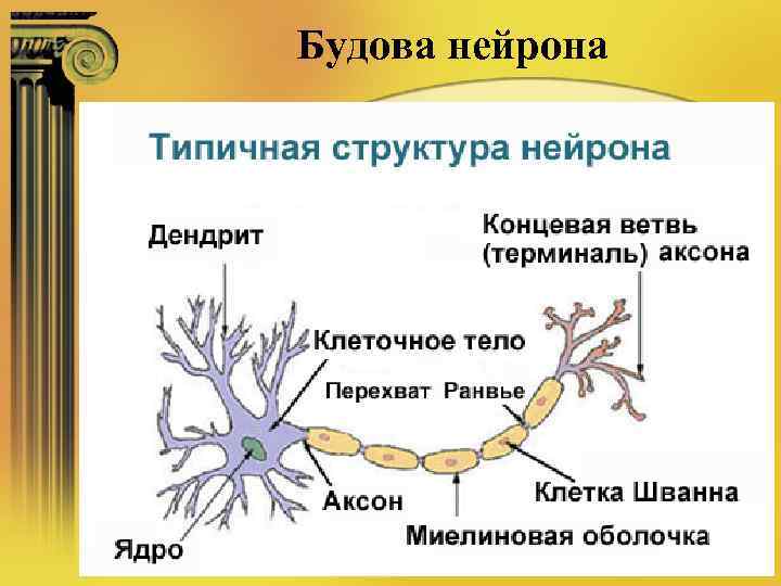 Будова нейрона 