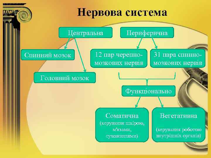 Нервова система Центральна Спинний мозок Периферична 12 пар черепномозкових нервів 31 пара спинномозкових нервів