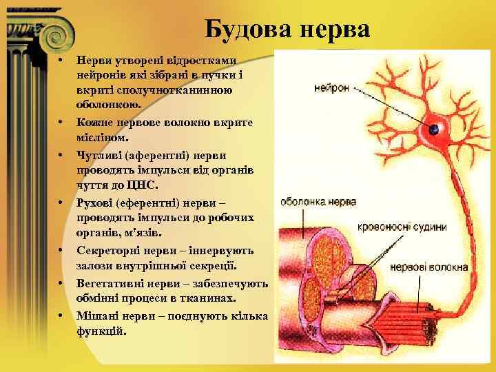 Будова нерва • • Нерви утворені відростками нейронів які зібрані в пучки і вкриті