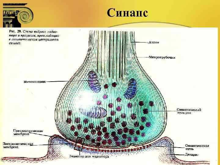 Синапс 