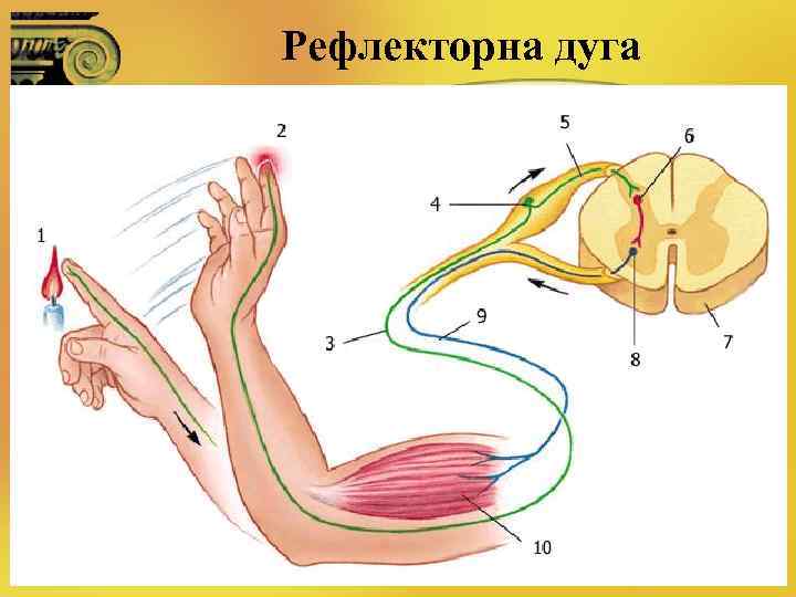 Рефлекторна дуга 