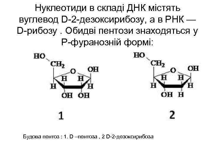 Нуклеотиди в складі ДНК містять вуглевод D 2 дезоксирибозу, а в РНК — D