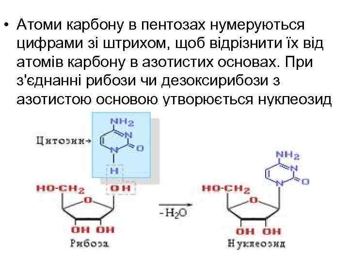  • Атоми карбону в пентозах нумеруються цифрами зі штрихом, щоб відрізнити їх від