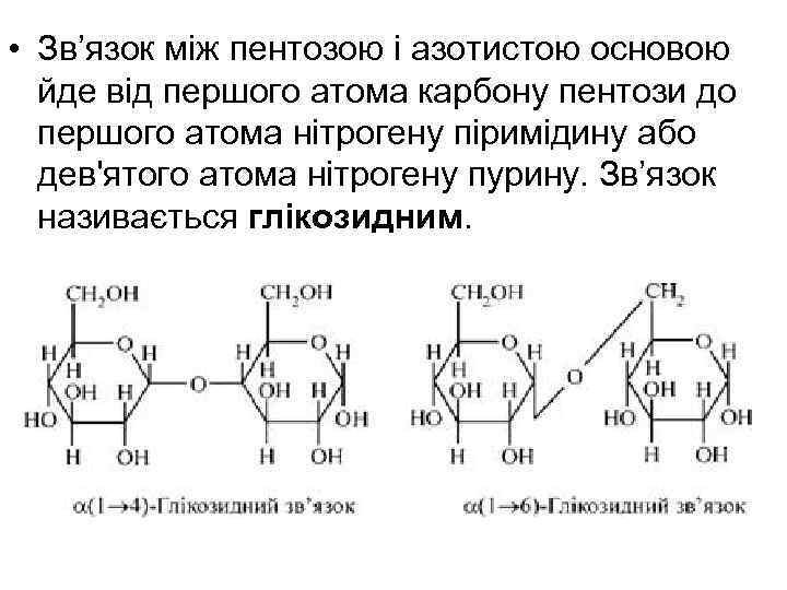  • Зв’язок між пентозою і азотистою основою йде від першого атома карбону пентози