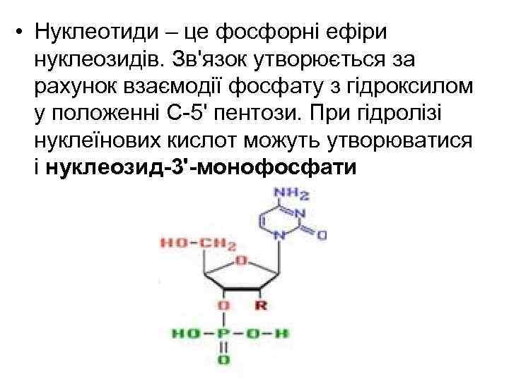  • Нуклеотиди – це фосфорні ефіри нуклеозидів. Зв'язок утворюється за рахунок взаємодії фосфату