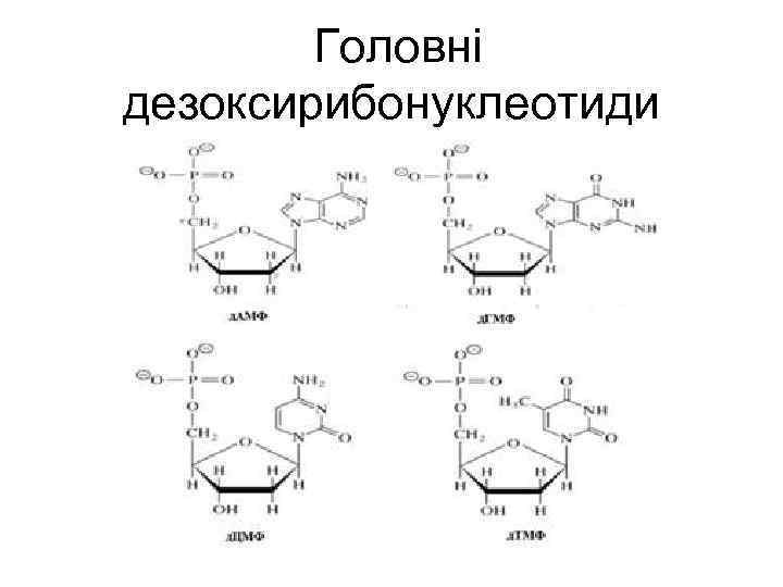  Головні дезоксирибонуклеотиди 