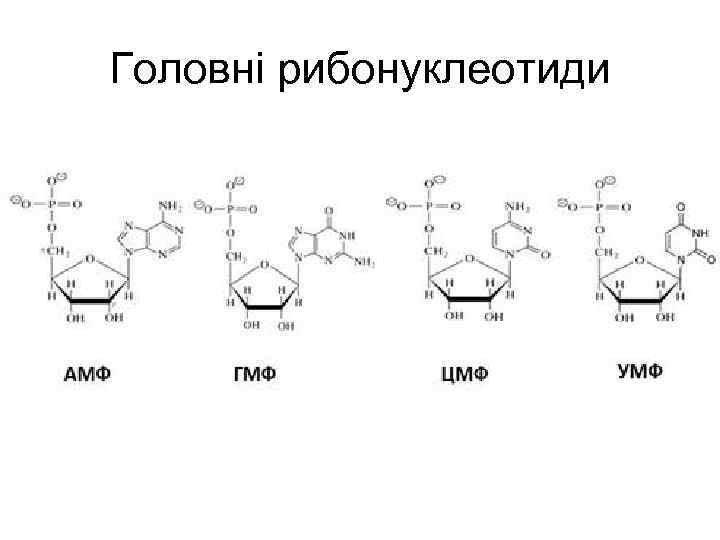 Головні рибонуклеотиди 