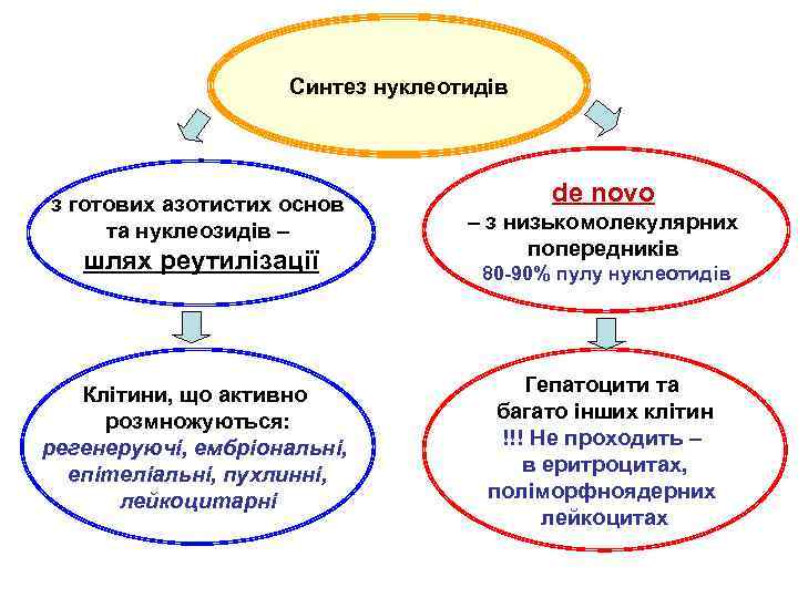 Синтез нуклеотидів з готових азотистих основ та нуклеозидів – шлях реутилізації Клітини, що активно