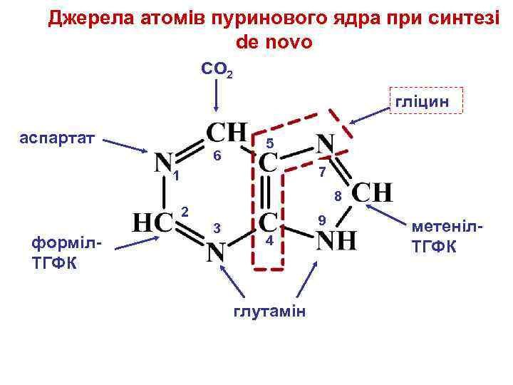 Джерела атомів пуринового ядра при синтезі de novo СО 2 гліцин аспартат 6 5
