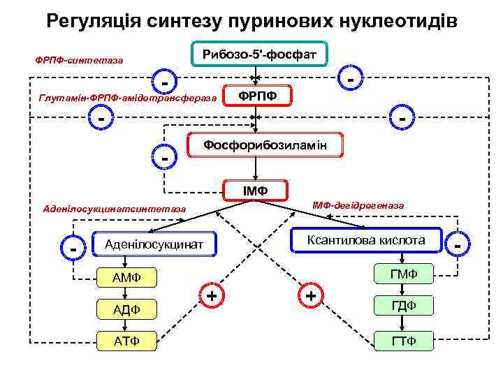 Регуляція синтезу пуринових нуклеотидів Рибозо-5′-фосфат ФРПФ-синтетаза - Глутамін-ФРПФ-амідотрансфераза - ФРПФ - - Фосфорибозиламін ІМФ-дегідрогеназа