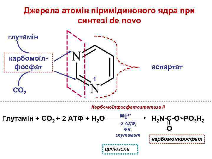 Джерела атомів піримідинового ядра при синтезі de novo глутамін карбомоїлфосфат аспартат 1 СО 2