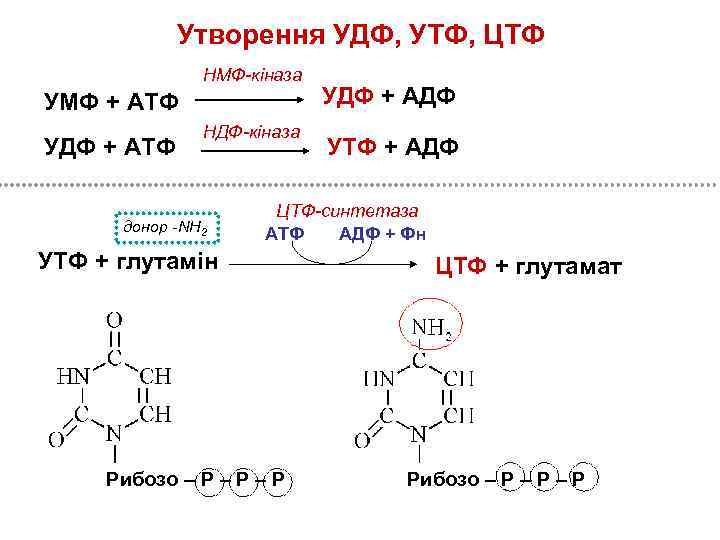 Утворення УДФ, УТФ, ЦТФ НМФ-кіназа УМФ + АТФ УДФ + АТФ НДФ-кіназа донор -NH