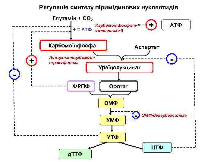 Регуляція синтезу піримідинових нуклеотидів Глутамін + СО 2 Карбомоїлфосфат- + 2 АТФ синтетаза ІІ