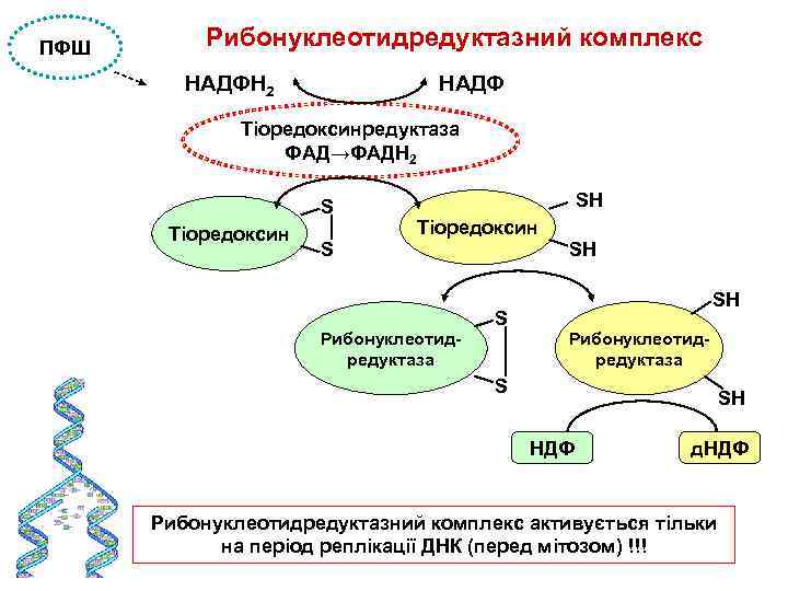 ПФШ Рибонуклеотидредуктазний комплекс НАДФН 2 НАДФ Тіоредоксинредуктаза ФАД→ФАДН 2 S Тіоредоксин S SН Тіоредоксин