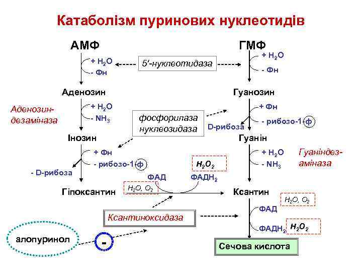 Катаболізм пуринових нуклеотидів АМФ ГМФ + Н 2 О - Фн 5'-нуклеотидаза Аденозин Інозин
