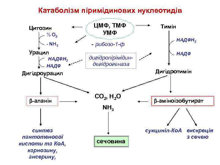 Катаболізм піримідинових нуклеотидів Цитозин ½ О 2 - NH 3 Урацил НАДФН 2 НАДФ