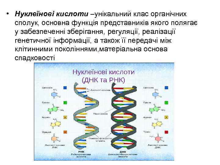  • Нуклеїнові кислоти –унікальний клас органічних сполук, основна функція представників якого полягає у