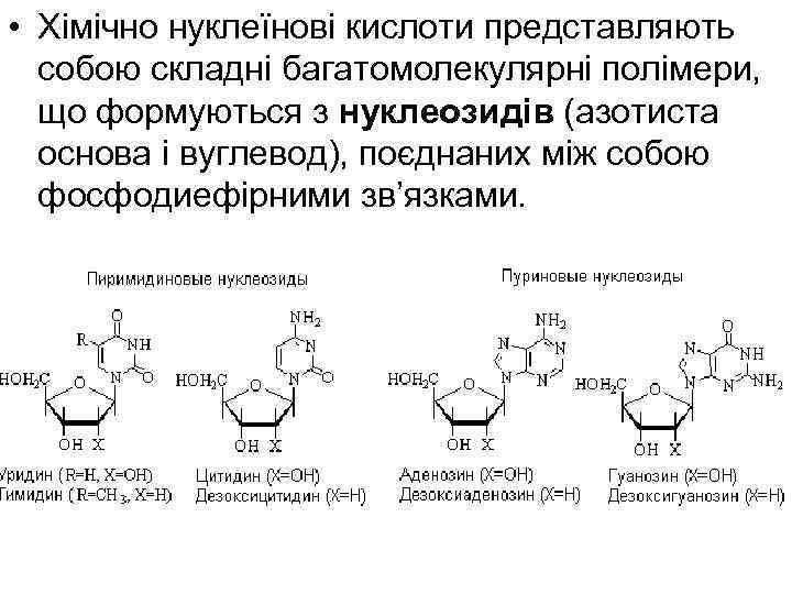  • Хімічно нуклеїнові кислоти представляють собою складні багатомолекулярні полімери, що формуються з нуклеозидів