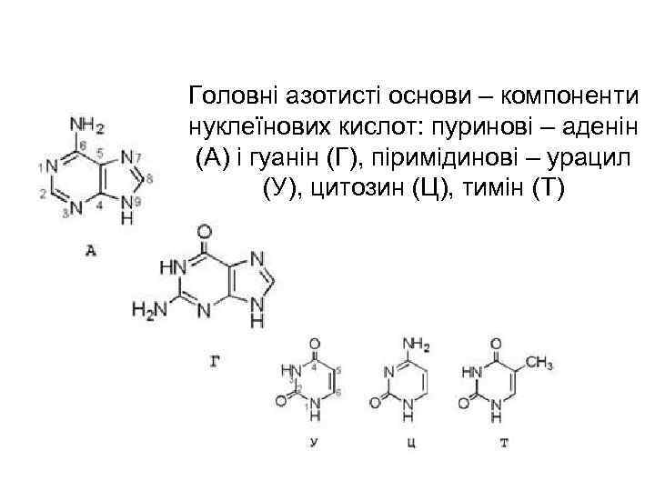 Головні азотисті основи – компоненти нуклеїнових кислот: пуринові – аденін (А) і гуанін (Г),