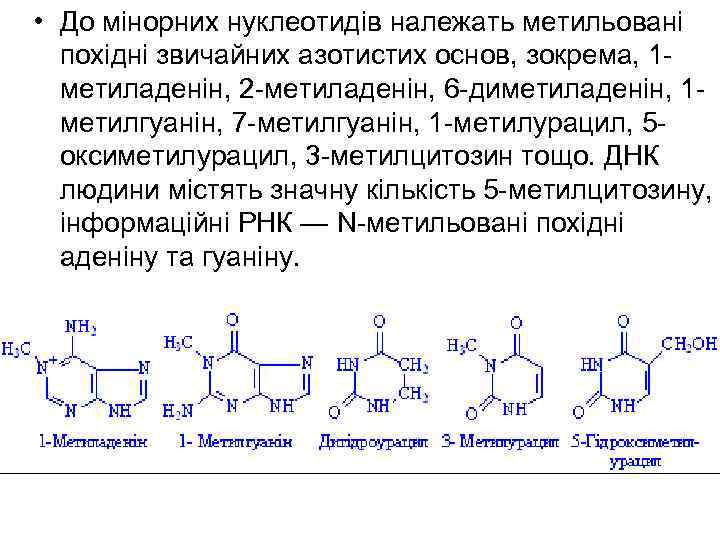  • До мінорних нуклеотидів належать метильовані похідні звичайних азотистих основ, зокрема, 1 метиладенін,