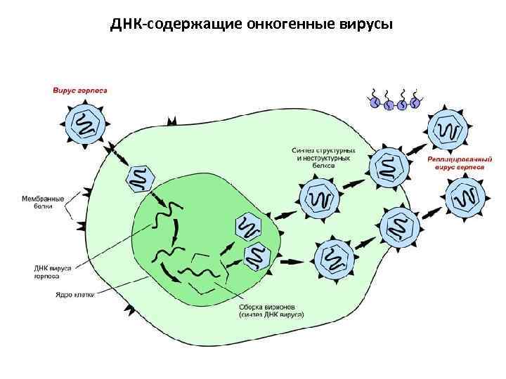 ДНК-содержащие онкогенные вирусы 