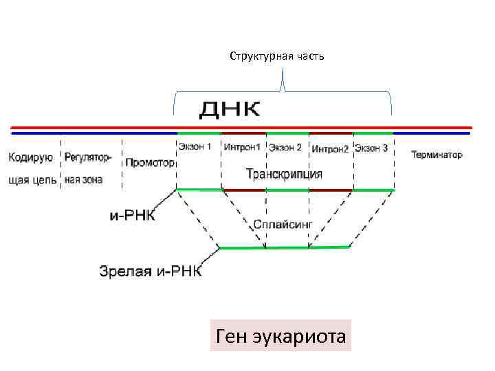 Структурная часть Ген эукариота 