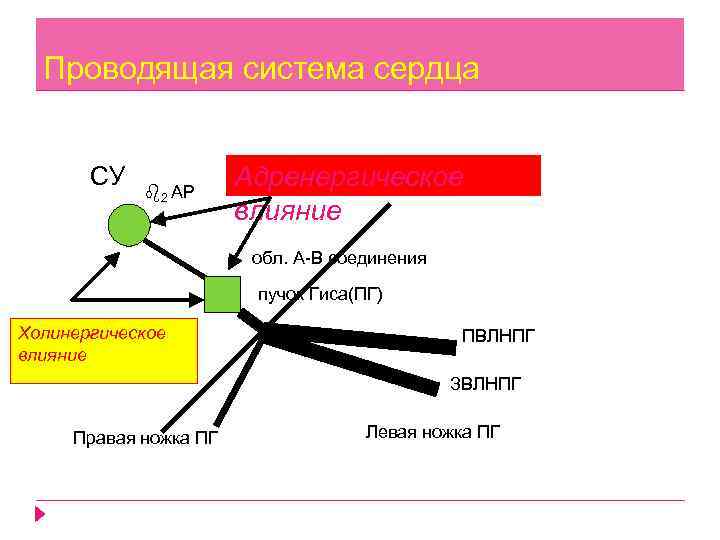 Проводящая система сердца СУ 2 АР Адренергическое влияние обл. А В соединения пучок Гиса(ПГ)